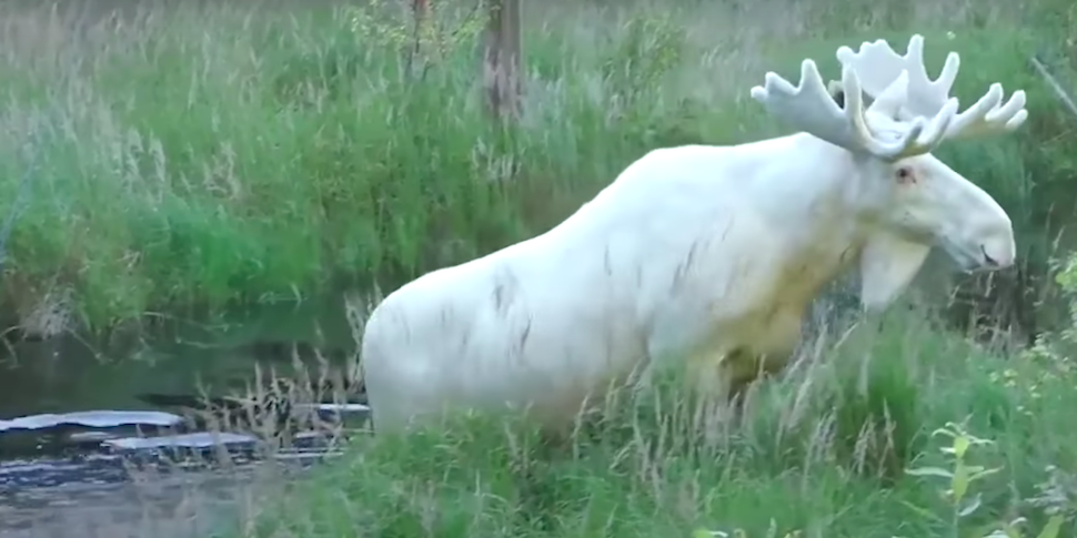 Шведы спасли уникального белого лося от казни